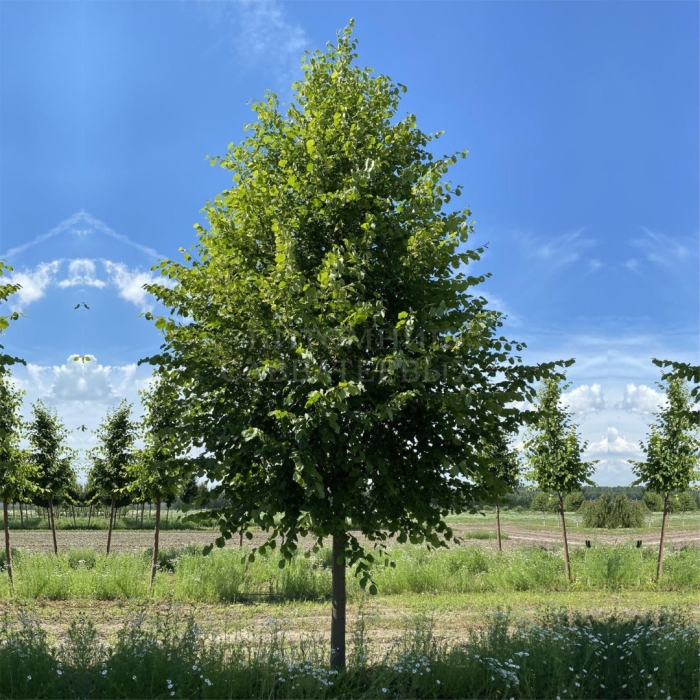 Липа европейская паллида