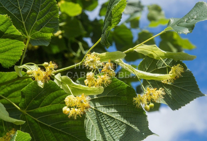 Липа крупнолистная ‘rubra’