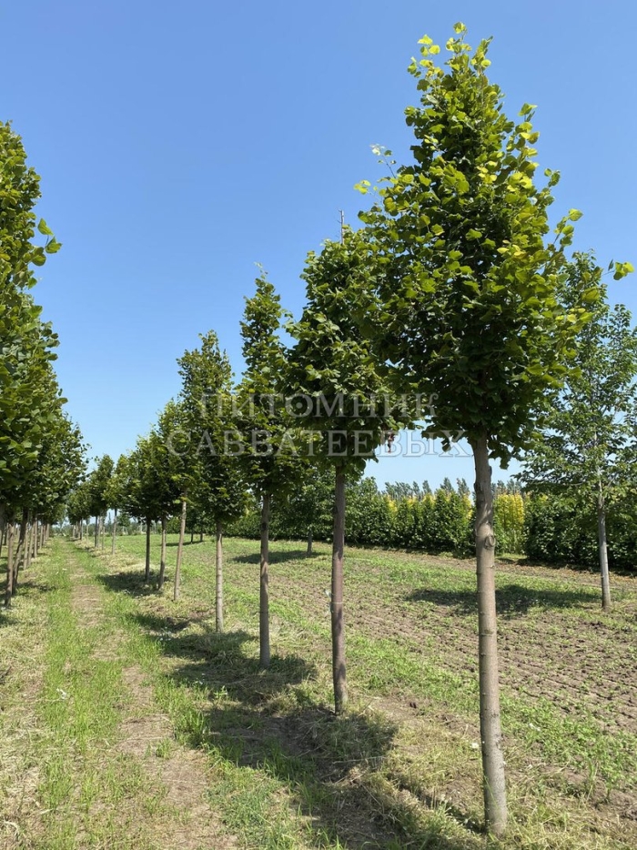Tilia platyphyllos ‘orebro’