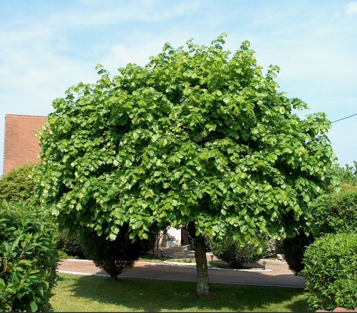 Катальпа бигнониевидная нана