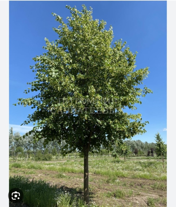 Липа европейская