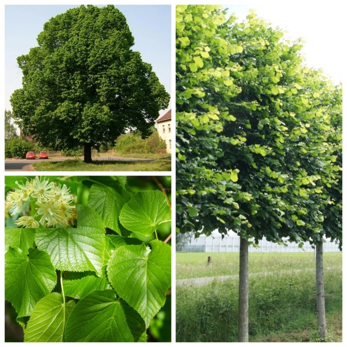Липа крупнолистная tilia platyphyllos