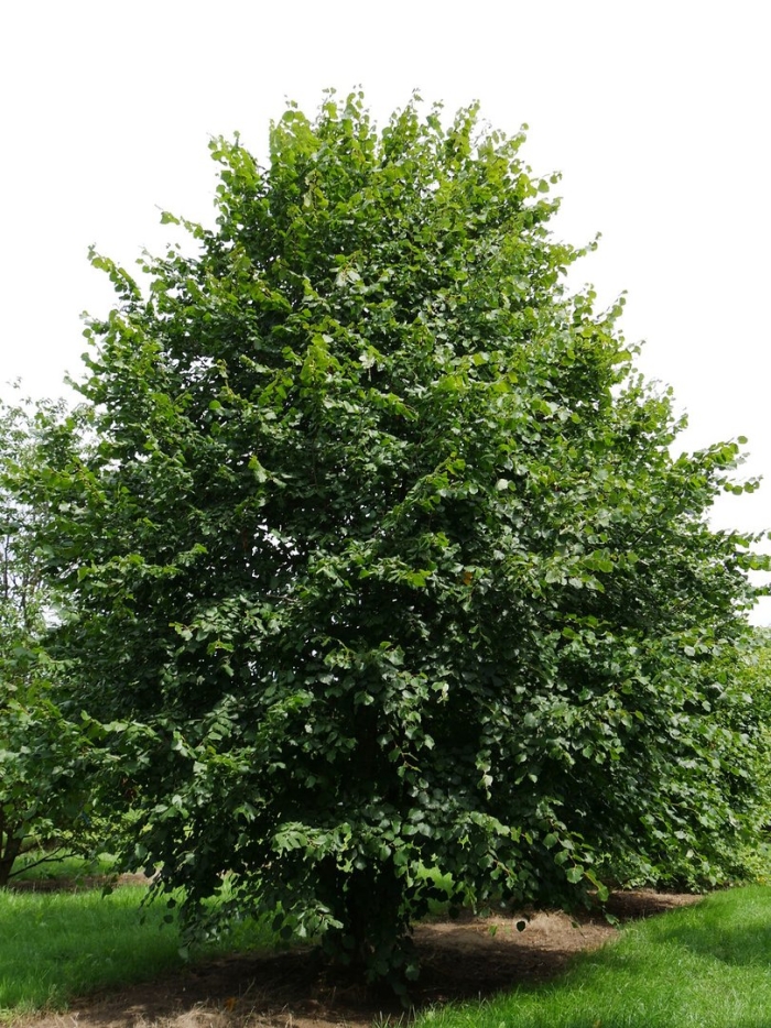 Липа крупнолистная tilia platyphyllos