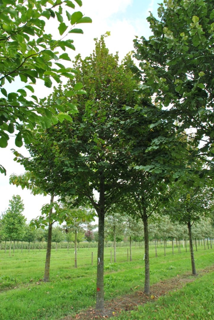 Липа мелколистная роелво