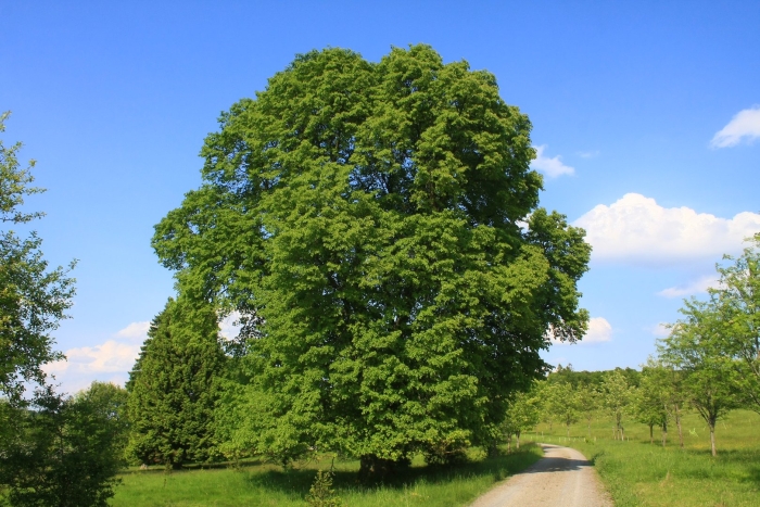 Липа мелколистная tilia cordata