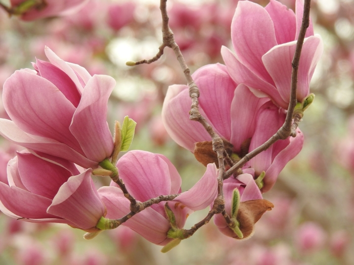 Магнолия юлань