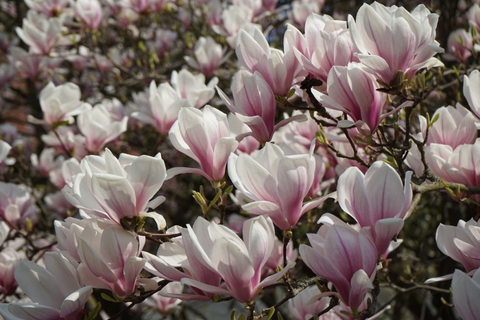 Магнолии цветы