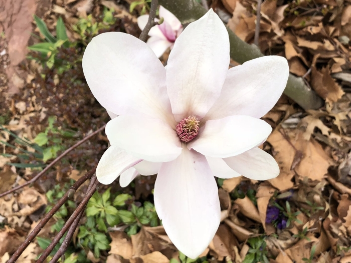 Saucer magnolia flower