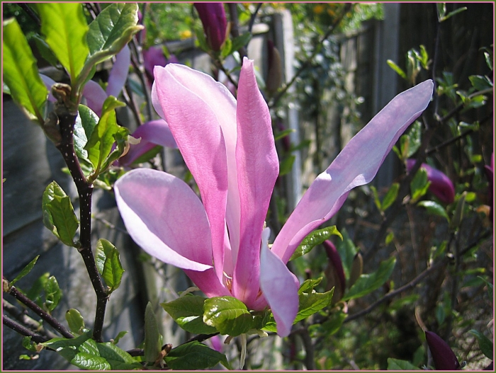 Магнолия гибридная сьюзан