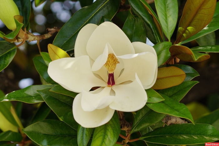 Магнолия грандифлора вечнозеленая