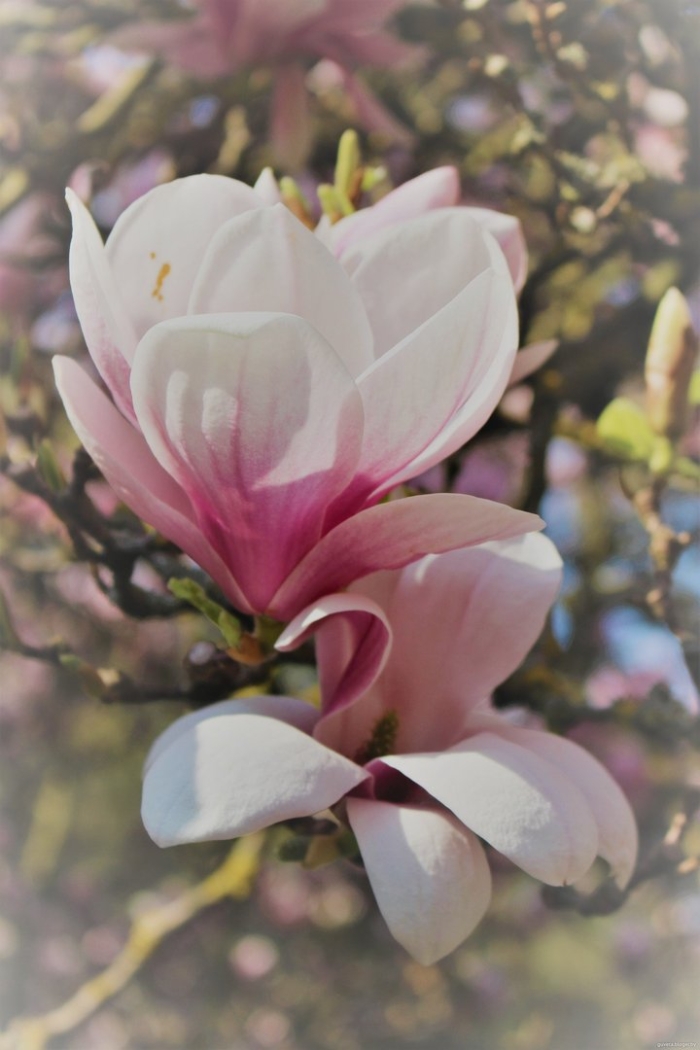 Цветение магнолии