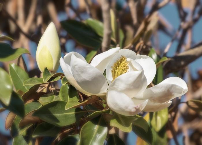 Магнолия крупноцветковая цветение