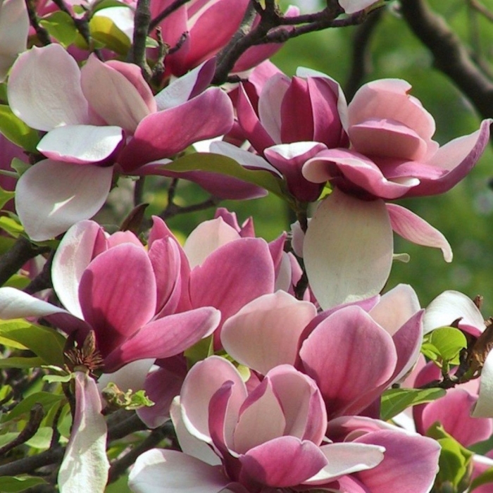 Magnolia soulangeana