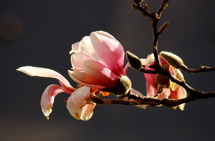 Магнолия суланжа (magnolia soulangeana)