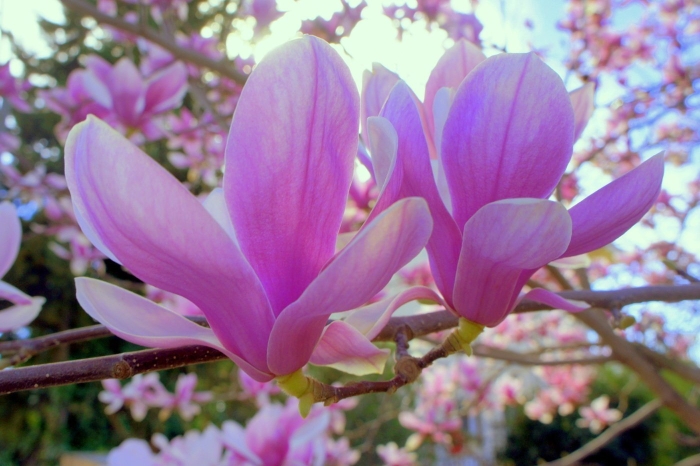 Цветок магнолия лилифлора