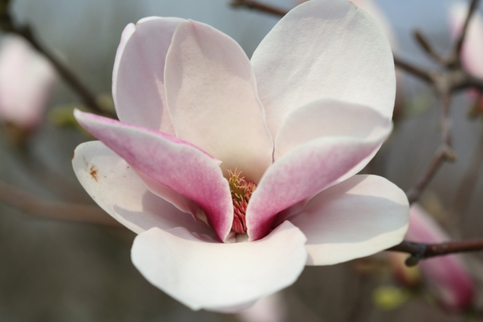 Магнолия soulangeana
