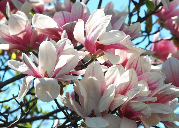 Магнолии суланжа