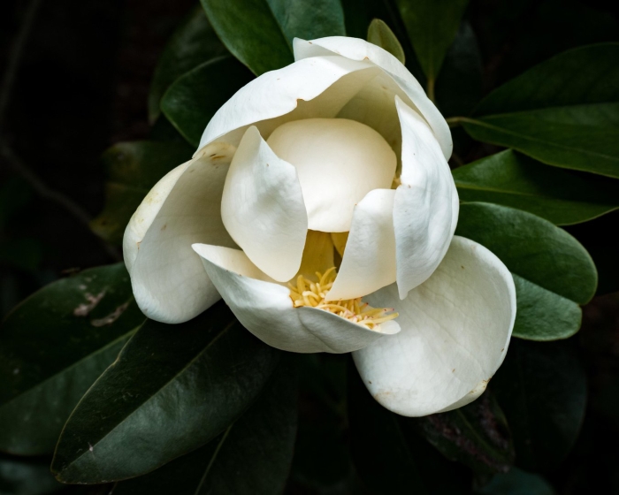 Магнолии цветы