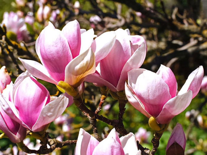 Магнолия сусан