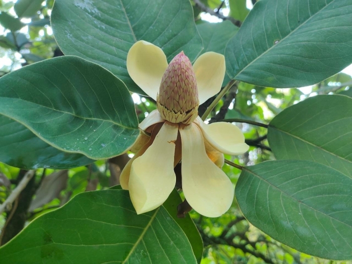 Магнолия делавея