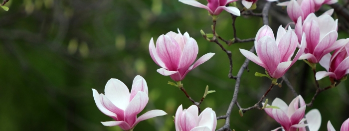 Ветка магнолии