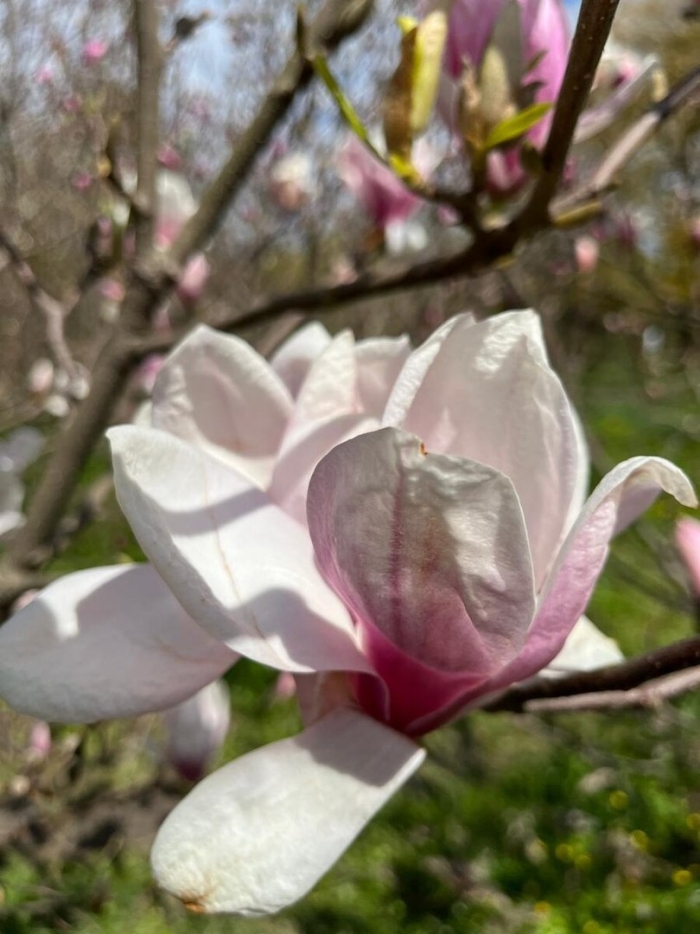 Магнолия в крыму