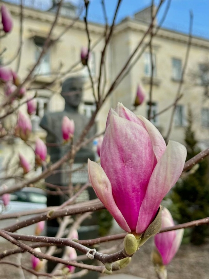 Магнолия в крыму