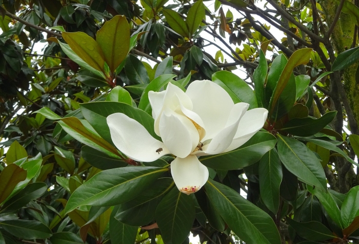 Магнолия парк ереван