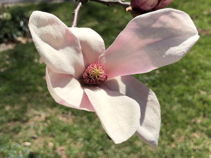 Saucer magnolia flower