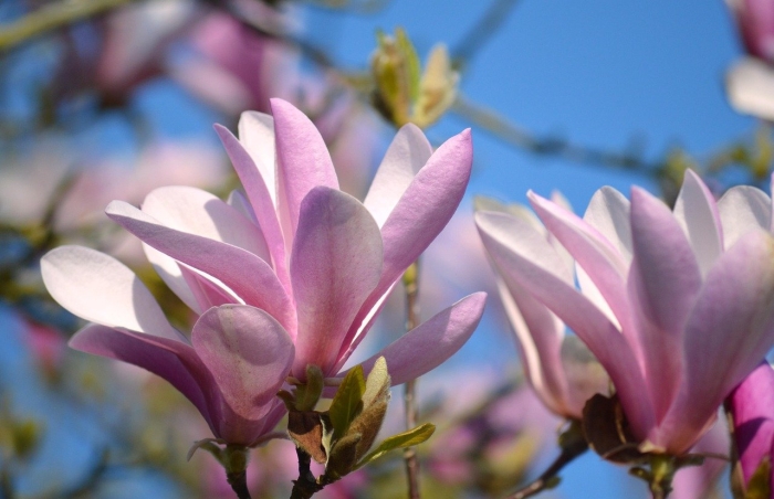 Магнолии суланжа