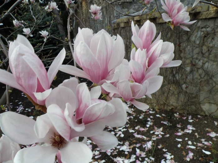 Магнолия лилиецветная