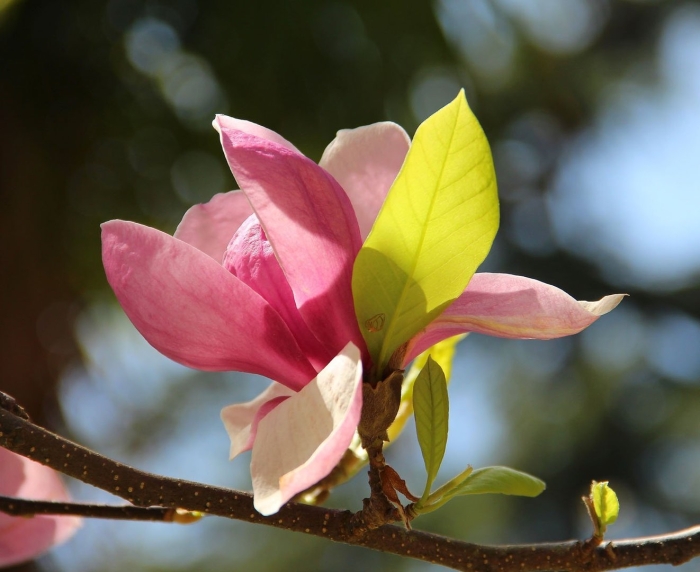 Магнолия трехлистная