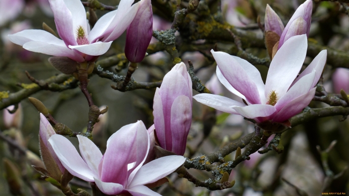 Магнолия тюльпановидная сиреневая