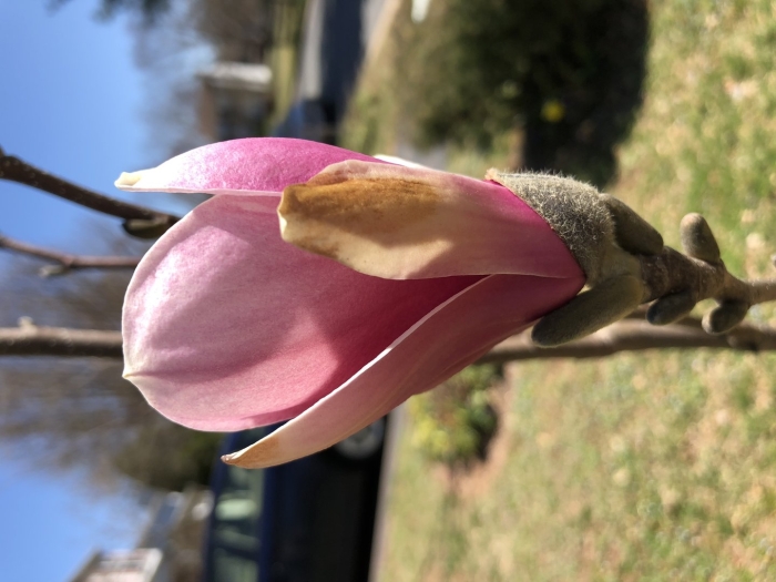 Magnolia soulangeana wb salem