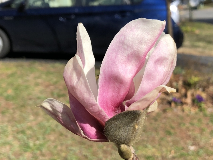 Магнолия суланжа рустика рубра