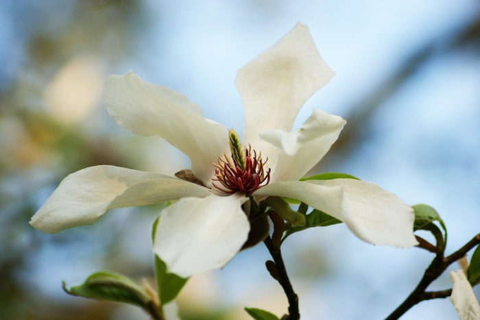 Магнолия броззони