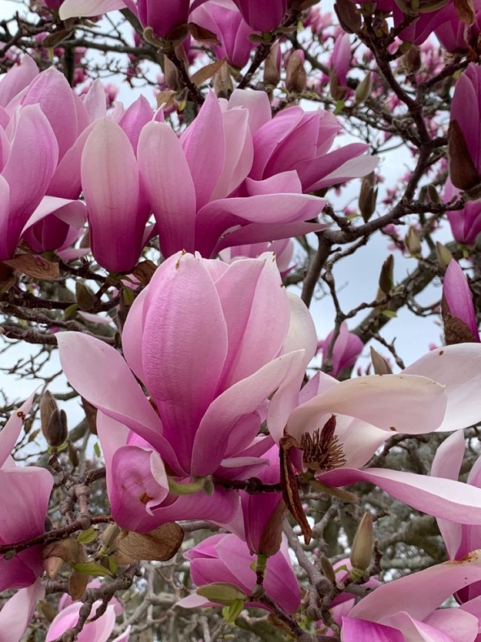 Магнолия в цвету