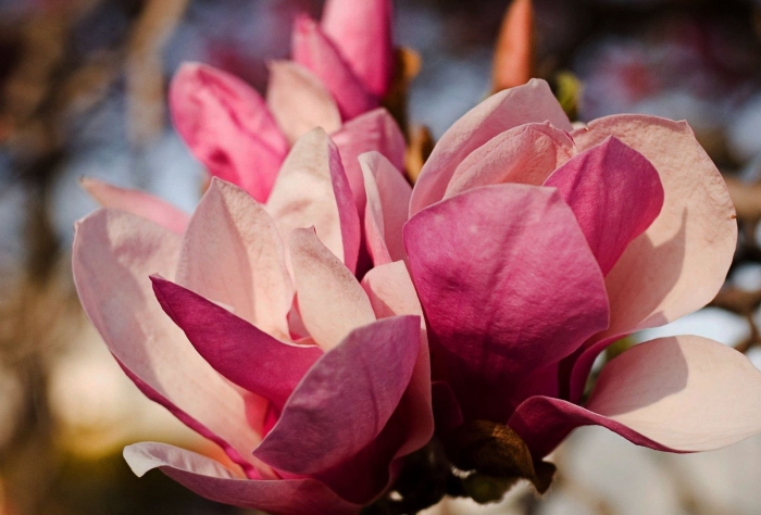 Магнолия санрайз