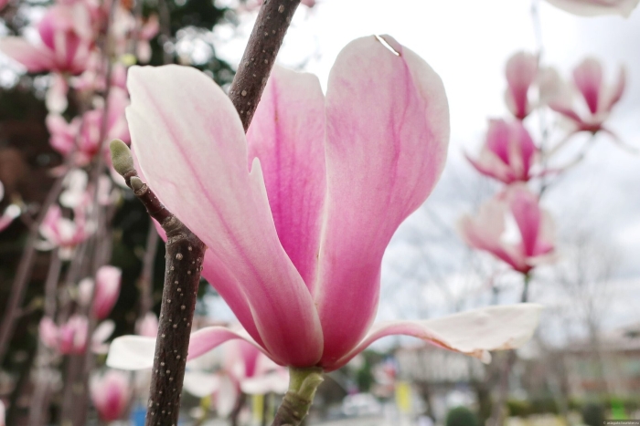 Цветок магнолии