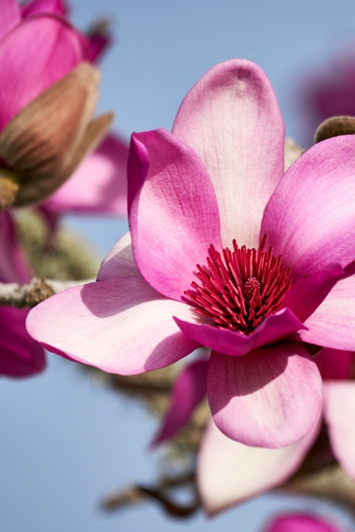 Цветок магнолии