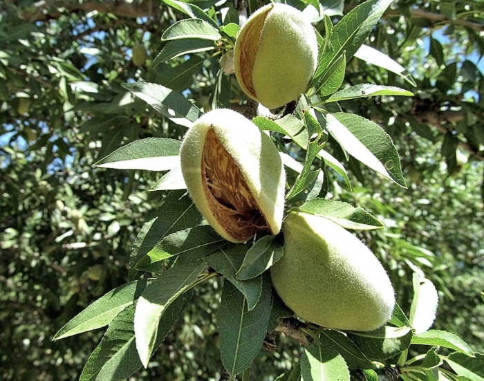 Миндаль обыкновенный (amygdalus communis)