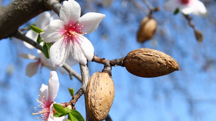 Миндаль обыкновенный дерево