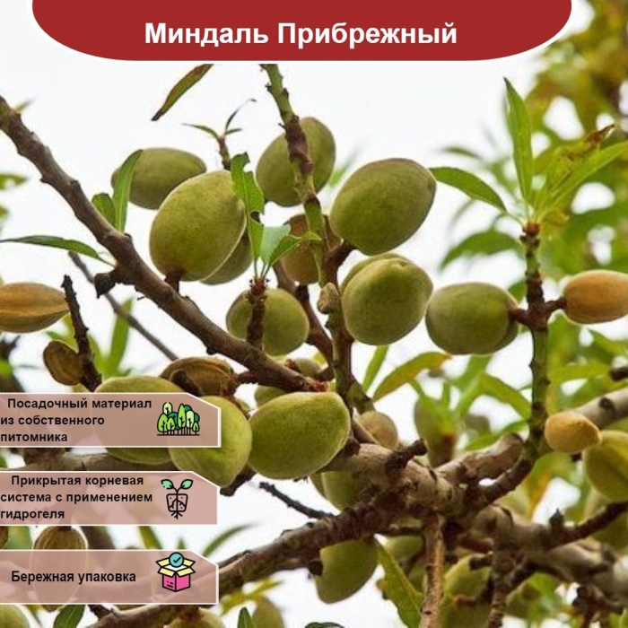 Миндаль антик