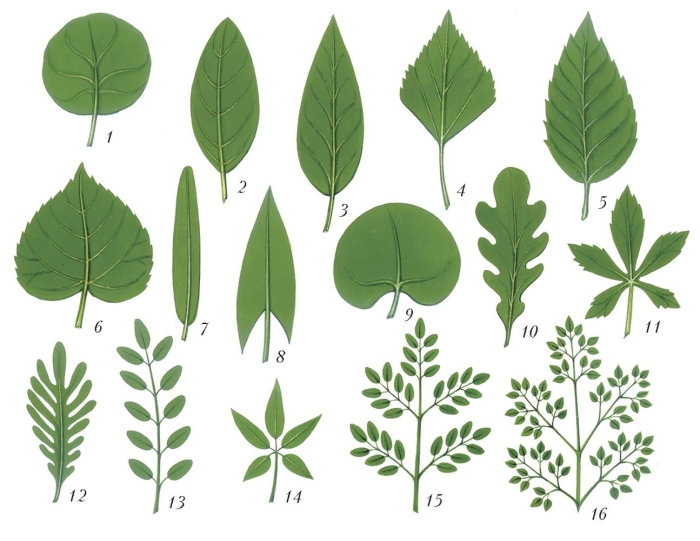 Яйцевидно-ланцетные листья