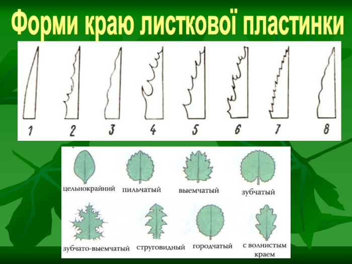 Формы края листовой пластинки выемчато зубчатый