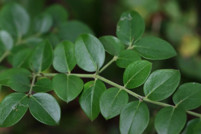 Moringa oleifera leaves-