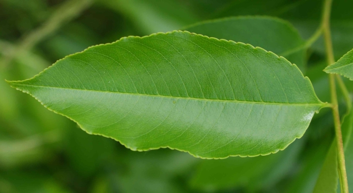 Лист черешни