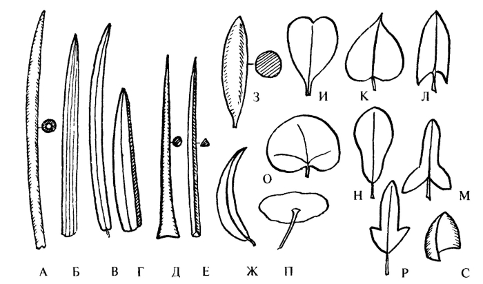 Почковидная форма листовой пластинки