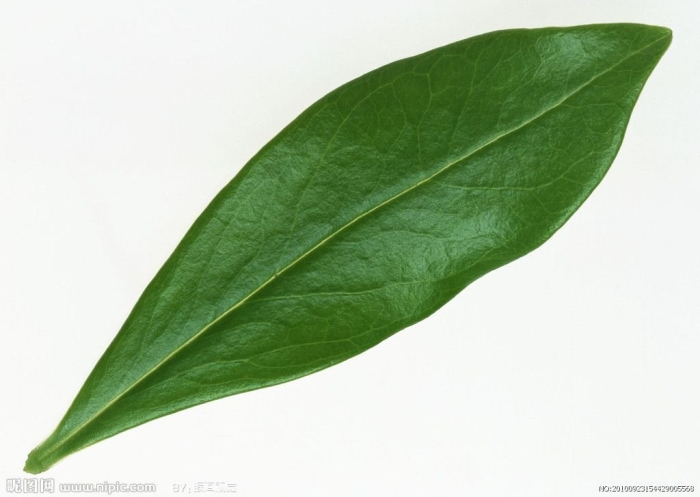 Длинные листья