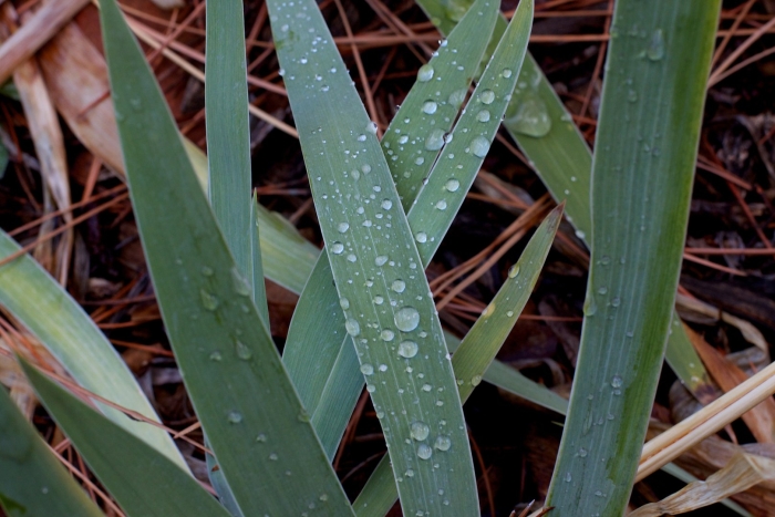 Лист растений